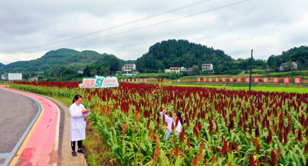 中央一号文件首提科技小院：四川美丰在西南地区已建立五所